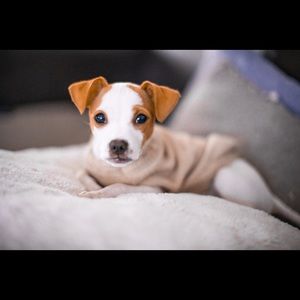 Meet your Posher, Leyli